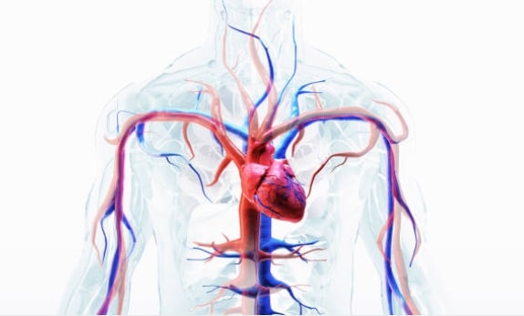 corazón, sistema cardiovascular, tensión arterial